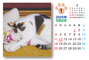 猫のカレンダー