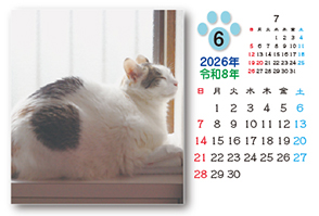 ネコのカレンダー